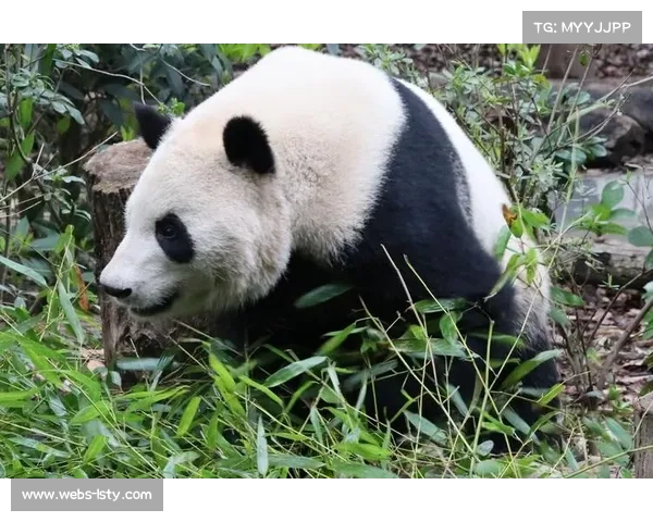 澳大利亚垒球队赛前加练 队员期待赛后探访成都大熊猫